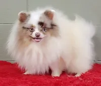 Marley, a male Pomeranian for sale in San Luis Obispo, CA – Photo 2 of 9