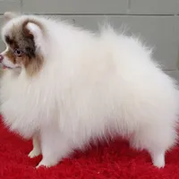 Marley, a male Pomeranian for sale in San Luis Obispo, CA – Photo 5 of 9