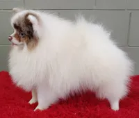 Marley, a male Pomeranian for sale in San Luis Obispo, CA – Photo 5 of 9