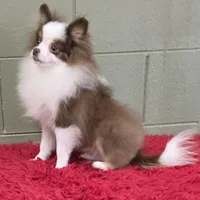 Gunner, a male Pomeranian for sale in San Luis Obispo, CA – Photo 1 of 6