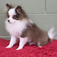 Gunner, a male Pomeranian for sale in San Luis Obispo, CA – Photo 6 of 6