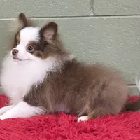 Gunner, a male Pomeranian for sale in San Luis Obispo, CA – Photo 5 of 6