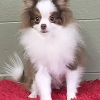 Gunner, a male Pomeranian for sale in San Luis Obispo, CA – Photo 3 of 6