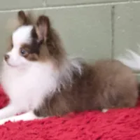 Gunner, a male Pomeranian for sale in San Luis Obispo, CA – Photo 4 of 6