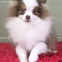 Gunner, a male Pomeranian for sale in San Luis Obispo, CA – Photo 2 of 6