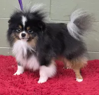 Yovanni, a male Pomeranian for sale in San Luis Obispo, CA – Photo 5 of 6