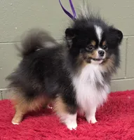 Yovanni, a male Pomeranian for sale in San Luis Obispo, CA – Photo 2 of 6