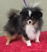 Yovanni, a male Pomeranian for sale in San Luis Obispo, CA – Photo 6 of 6