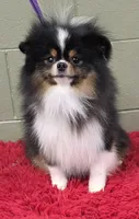Yovanni, a male Pomeranian for sale in San Luis Obispo, CA – Photo 4 of 6