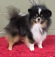 Yovanni, a male Pomeranian for sale in San Luis Obispo, CA – Photo 1 of 6