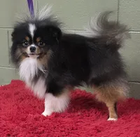 Yovanni, a male Pomeranian for sale in San Luis Obispo, CA – Photo 3 of 6