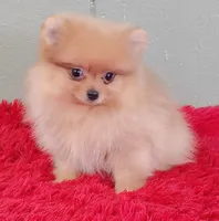 Dillon, a male Pomeranian for sale in San Luis Obispo, CA – Photo 2 of 5