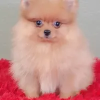 Dillon, a male Pomeranian for sale in San Luis Obispo, CA – Photo 1 of 5