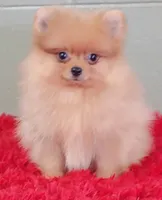 Dillon, a male Pomeranian for sale in San Luis Obispo, CA – Photo 1 of 5