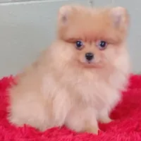 Dillon, a male Pomeranian for sale in San Luis Obispo, CA – Photo 3 of 5