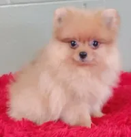 Dillon, a male Pomeranian for sale in San Luis Obispo, CA – Photo 3 of 5