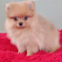 Dillon, a male Pomeranian for sale in San Luis Obispo, CA – Photo 5 of 5