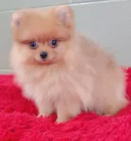 Dillon, a male Pomeranian for sale in San Luis Obispo, CA – Photo 5 of 5