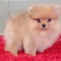 Dillon, a male Pomeranian for sale in San Luis Obispo, CA – Photo 4 of 5