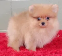 Dillon, a male Pomeranian for sale in San Luis Obispo, CA – Photo 4 of 5