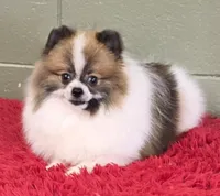 Bits, a male Pomeranian for sale in San Luis Obispo, CA – 9 of 10