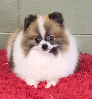 Bits, a male Pomeranian for sale in San Luis Obispo, CA – 2 of 10