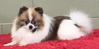Bits, a male Pomeranian for sale in San Luis Obispo, CA – 8 of 10