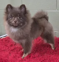 Hank, a male Pomeranian for sale in San Luis Obispo, CA – Photo 2 of 7