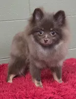 Hank, a male Pomeranian for sale in San Luis Obispo, CA – Photo 3 of 7
