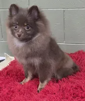 Hank, a male Pomeranian for sale in San Luis Obispo, CA – Photo 7 of 7