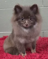 Hank, a male Pomeranian for sale in San Luis Obispo, CA – Photo 6 of 7