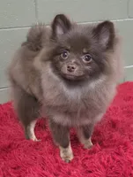 Hank, a male Pomeranian for sale in San Luis Obispo, CA – Photo 4 of 7