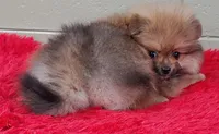 Missy, a female Pomeranian for sale in San Luis Obispo, CA – Photo 4 of 4