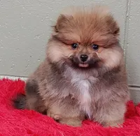 Missy, a female Pomeranian for sale in San Luis Obispo, CA – Photo 1 of 4