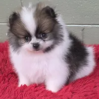 Bits, a male Pomeranian for sale in San Luis Obispo, CA – Photo 8 of 8