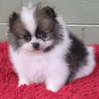 Bits, a male Pomeranian for sale in San Luis Obispo, CA – Photo 8 of 8