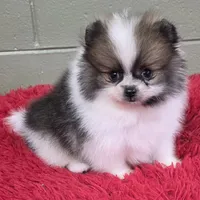 Bits, a male Pomeranian for sale in San Luis Obispo, CA – Photo 6 of 8