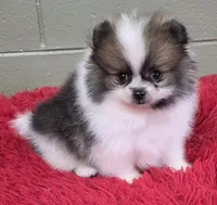 Bits, a male Pomeranian for sale in San Luis Obispo, CA – Photo 6 of 8