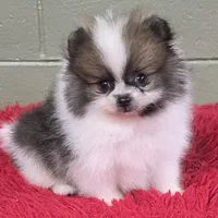 Bits, a male Pomeranian for sale in San Luis Obispo, CA – Photo 2 of 8