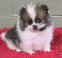Bits, a male Pomeranian for sale in San Luis Obispo, CA – Photo 2 of 8