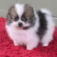 Bits, a male Pomeranian for sale in San Luis Obispo, CA – Photo 7 of 8