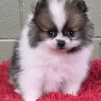 Bits, a male Pomeranian for sale in San Luis Obispo, CA – Photo 4 of 8