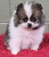 Bits, a male Pomeranian for sale in San Luis Obispo, CA – Photo 4 of 8