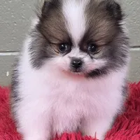 Bits, a male Pomeranian for sale in San Luis Obispo, CA – Photo 3 of 8