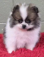 Bits, a male Pomeranian for sale in San Luis Obispo, CA – Photo 3 of 8