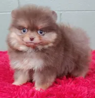 Yazmine, a female Pomeranian for sale in San Luis Obispo, CA – Photo 6 of 6