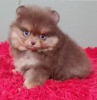 Yazmine, a female Pomeranian for sale in San Luis Obispo, CA – Photo 3 of 6