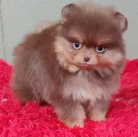 Yazmine, a female Pomeranian for sale in San Luis Obispo, CA – Photo 2 of 6