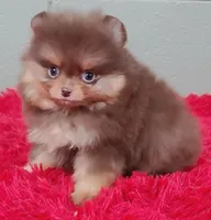 Yazmine, a female Pomeranian for sale in San Luis Obispo, CA – Photo 4 of 6