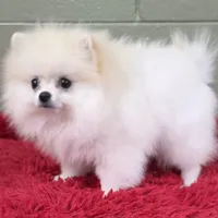 Polar, a male Pomeranian for sale in San Luis Obispo, CA – Photo 6 of 8